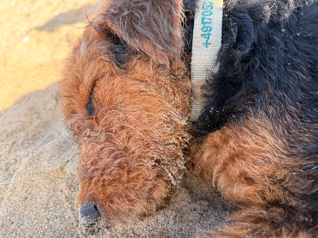 Ein schlafender Hund mit braunem und schwarzem Fell liegt entspannt im Sand.